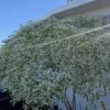 Pascuita Live Plant (Euphorbia leucocephala) - White Christmas Bush Shrub - Image 1