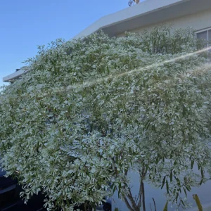 Pascuita Live Plant (Euphorbia leucocephala) - White Christmas Bush Shrub - Image 1