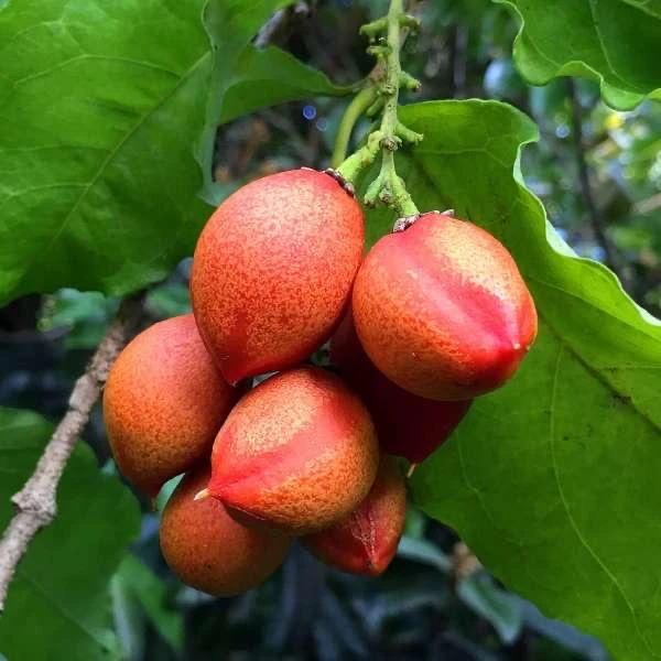 Peanut Butter Fruit Live Plant (Bunchosia Glandulifera) - 12-24 inch - Image 2