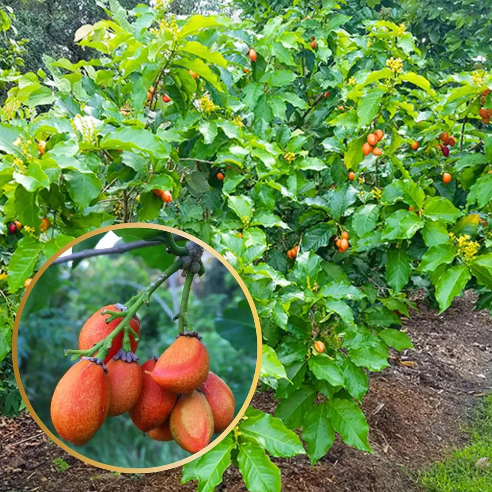 Peanut Butter Fruit Live Plant (Bunchosia Glandulifera) - 12-24 inch - Image 3