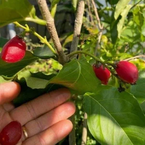 Peanut Butter Fruit Live Plant (Bunchosia Glandulifera) - 12-24 inch - Image 4