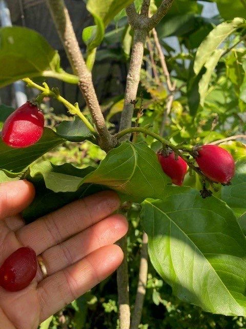 Peanut Butter Fruit Live Plant (Bunchosia Glandulifera) - 12-24 inch - Image 4
