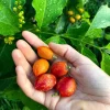 Peanut Butter Fruit Live Plant (Bunchosia Glandulifera) - 12-24 inch - Image 1