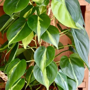 Philodendron Brasil Live Plant Set – 2 Heartleaf Indoor Houseplants, 5-8 Inches Tall in 4 Inch Pots - Image 4