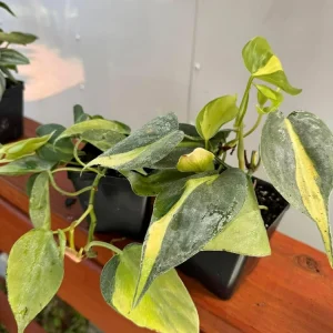 Philodendron Brasil Live Plant Set – 2 Heartleaf Indoor Houseplants, 5-8 Inches Tall in 4 Inch Pots - Image 5