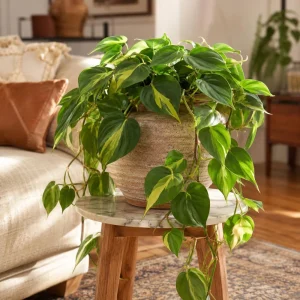 Philodendron Brasil Live Plant Set – 2 Heartleaf Indoor Houseplants, 5-8 Inches Tall in 4 Inch Pots - Image 6
