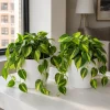 Philodendron Brasil Live Plant Set – 2 Heartleaf Indoor Houseplants, 5-8 Inches Tall in 4 Inch Pots - Image 1