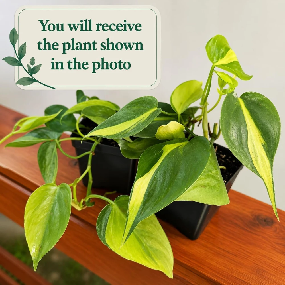 Philodendron Brasil Live Plant - Set of 2, 5-8 Inch Tall, 4 Inch Pot, Heartleaf Tropical Houseplant - Image 2