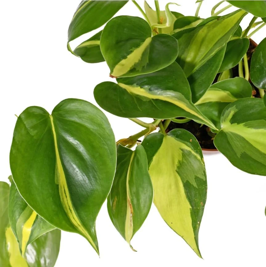 Philodendron Brasil Live Plant - Set of 2, 5-8 Inch Tall, 4 Inch Pot, Heartleaf Tropical Houseplant - Image 3