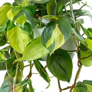 Philodendron Brasil Live Plant - Set of 2, 5-8 Inch Tall, 4 Inch Pot, Heartleaf Tropical Houseplant - Image 4