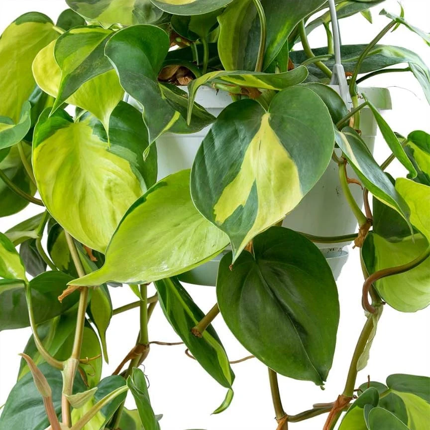 Philodendron Brasil Live Plant - Set of 2, 5-8 Inch Tall, 4 Inch Pot, Heartleaf Tropical Houseplant - Image 4