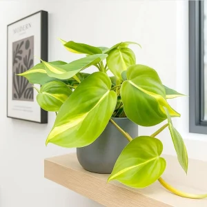 Philodendron Brasil Live Plant - Set of 2, 5-8 Inch Tall, 4 Inch Pot, Heartleaf Tropical Houseplant - Image 5