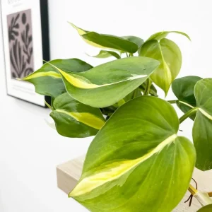 Philodendron Brasil Live Plant - Set of 2, 5-8 Inch Tall, 4 Inch Pot, Heartleaf Tropical Houseplant - Image 6