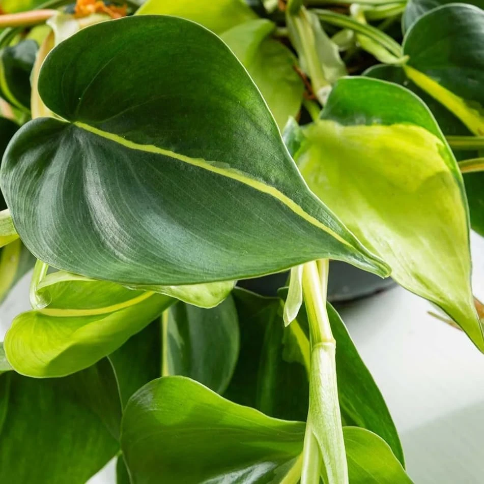 Philodendron Brasil Live Plant - Set of 2, 5-8 Inch Tall, 4 Inch Pot, Heartleaf Tropical Houseplant - Image 7