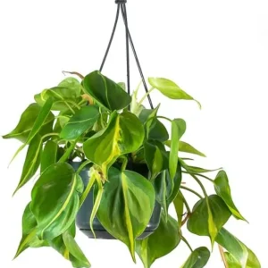 Philodendron Brasil Live Plant - Set of 2, 5-8 Inch Tall, 4 Inch Pot, Heartleaf Tropical Houseplant - Image 8