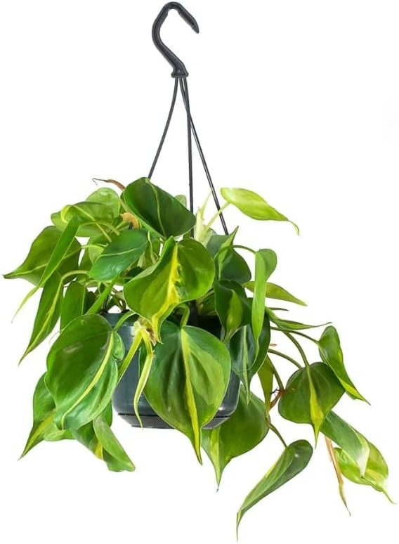Philodendron Brasil Live Plant - Set of 2, 5-8 Inch Tall, 4 Inch Pot, Heartleaf Tropical Houseplant - Image 8