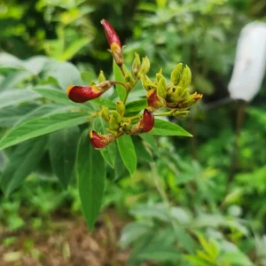Pigeon Pea Seeds - Cajanus cajan Shrubby Legume - Tropical Edible Crop - Image 2