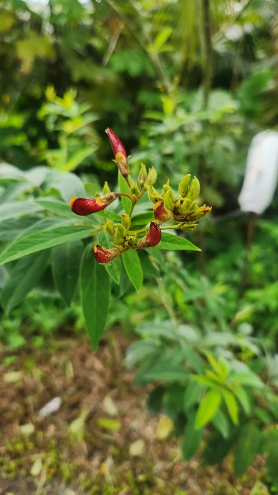 Pigeon Pea Seeds - Cajanus cajan Shrubby Legume - Tropical Edible Crop - Image 2