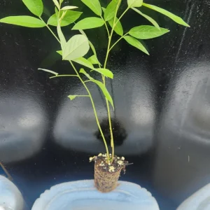 Pigeon Pea Seeds - Cajanus cajan Shrubby Legume - Tropical Edible Crop - Image 3