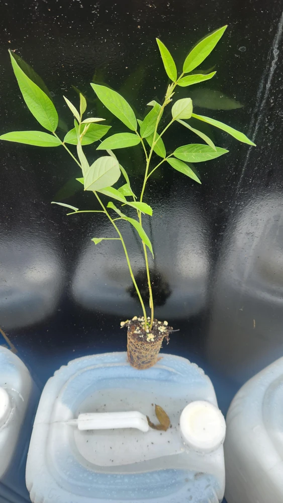 Pigeon Pea Seeds - Cajanus cajan Shrubby Legume - Tropical Edible Crop - Image 3