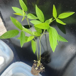 Pigeon Pea Seeds - Cajanus cajan Shrubby Legume - Tropical Edible Crop - Image 4
