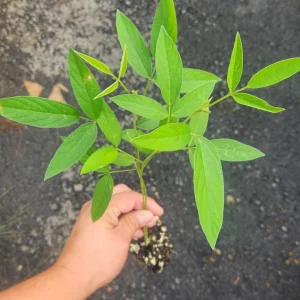Pigeon Pea Seeds - Cajanus cajan Shrubby Legume - Tropical Edible Crop - Image 5