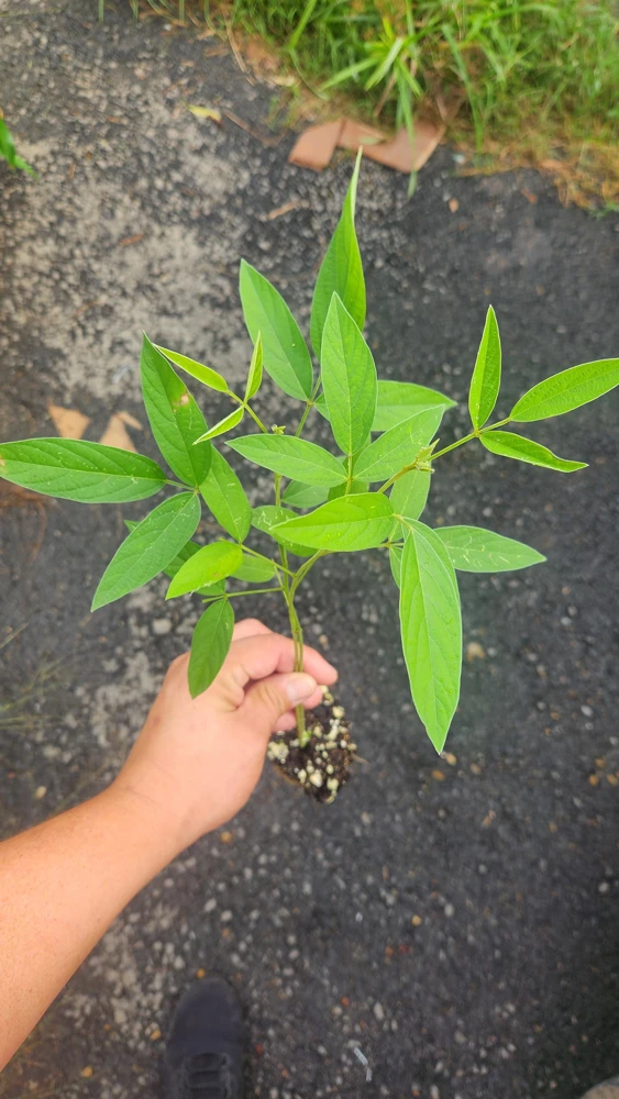 Pigeon Pea Seeds - Cajanus cajan Shrubby Legume - Tropical Edible Crop - Image 5