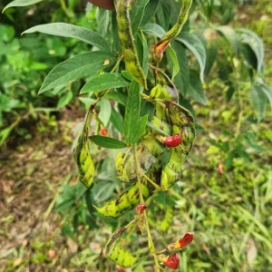 Pigeon Pea Seeds - Cajanus cajan Shrubby Legume - Tropical Edible Crop - Image 1