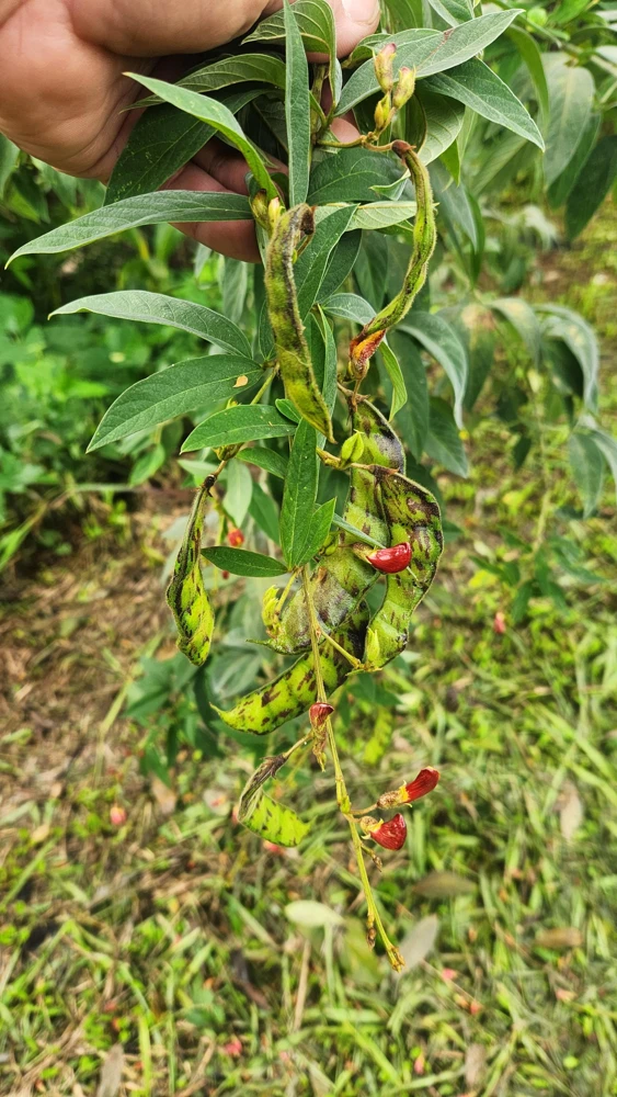 Pigeon Pea Seeds - Cajanus cajan Shrubby Legume - Tropical Edible Crop - Image 1
