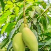 Pineapple Mango Tree Live Plant - Grafted, 14-16 Inches Tall - Tropical Fruit Tree - Image 1