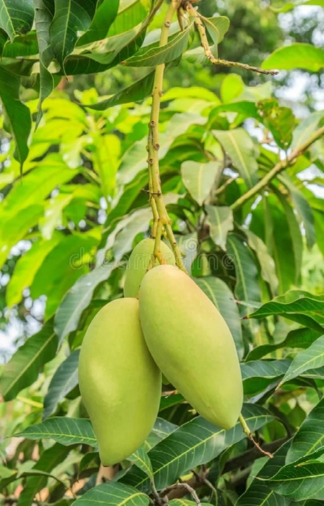 Pineapple Mango Tree Live Plant - Grafted, 14-16 Inches Tall - Tropical Fruit Tree - Image 1
