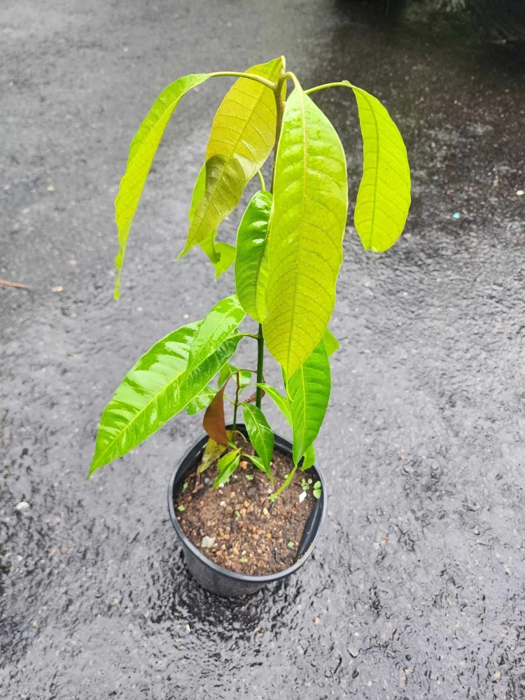 Pineapple Mango Tree Live Plant - Grafted, 14-16 Inches Tall - Tropical Fruit Tree - Image 2