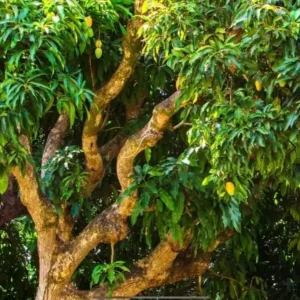 Pineapple Mango Tree Live Plant - Grafted, 14-16 Inches Tall - Tropical Fruit Tree - Image 3