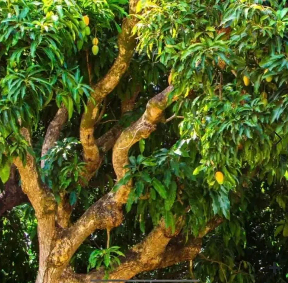 Pineapple Mango Tree Live Plant - Grafted, 14-16 Inches Tall - Tropical Fruit Tree - Image 3