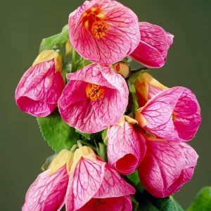Pink Abutilon Live Plant Set – Trailing Lantern Flower Vine, 4-6 Inch Tall - Image 3