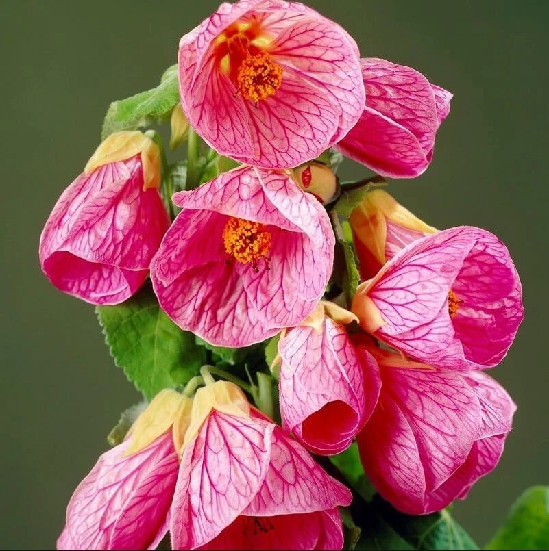 Pink Abutilon Live Plant Set – Trailing Lantern Flower Vine, 4-6 Inch Tall - Image 3