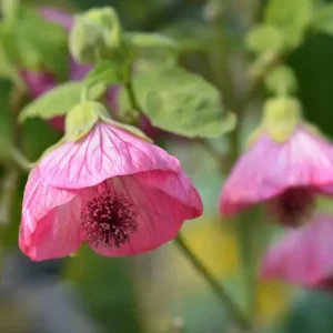 Pink Abutilon Live Plant Set – Trailing Lantern Flower Vine, 4-6 Inch Tall - Image 4