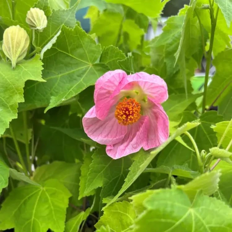 Pink Abutilon Live Plant Set – Trailing Lantern Flower Vine, 4-6 Inch Tall - Image 5
