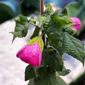 Pink Abutilon Live Plant Set – Trailing Lantern Flower Vine, 4-6 Inch Tall - Image 6