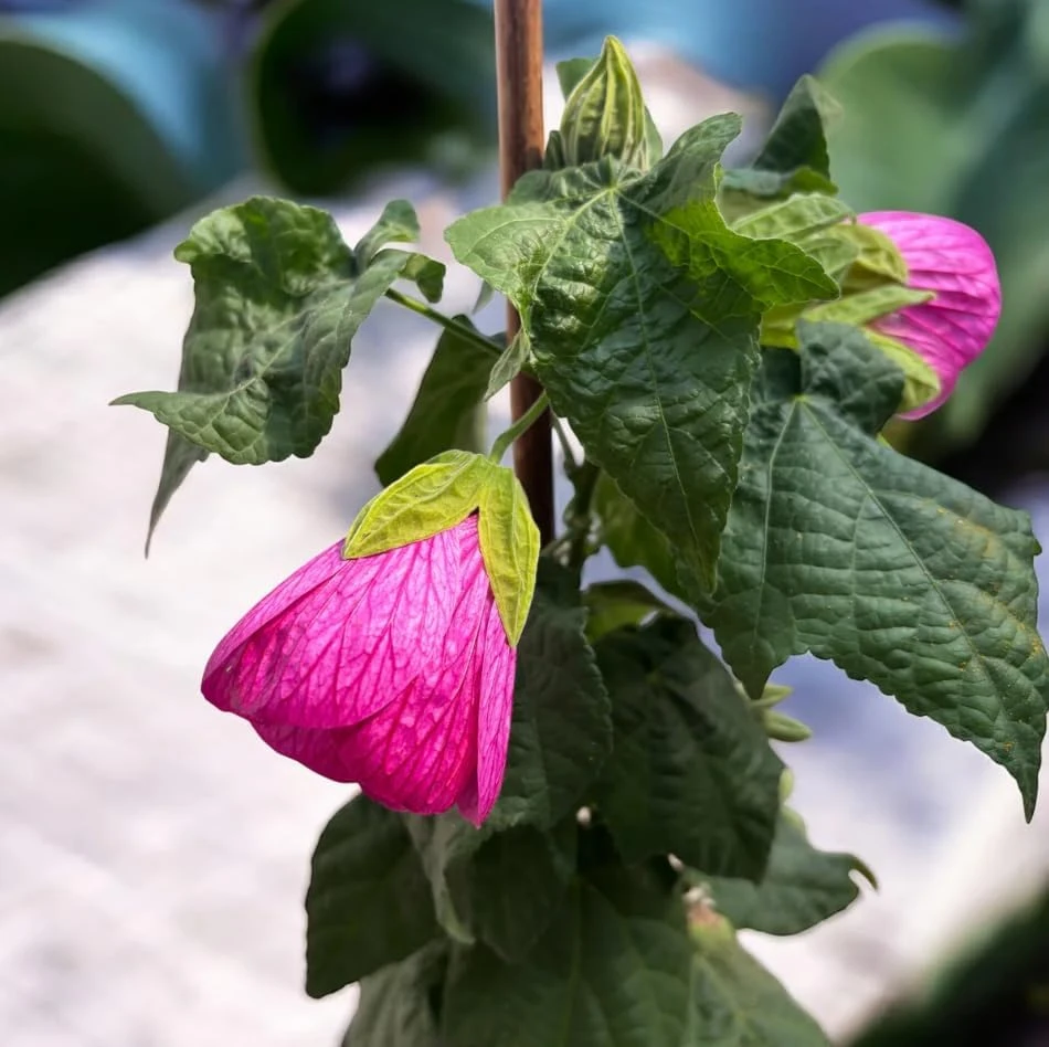 Pink Abutilon Live Plant Set – Trailing Lantern Flower Vine, 4-6 Inch Tall - Image 6