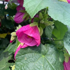 Pink Abutilon Live Plant Set – Trailing Lantern Flower Vine, 4-6 Inch Tall - Image 7