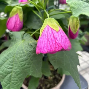 Pink Abutilon Live Plant Set – Trailing Lantern Flower Vine, 4-6 Inch Tall - Image 8