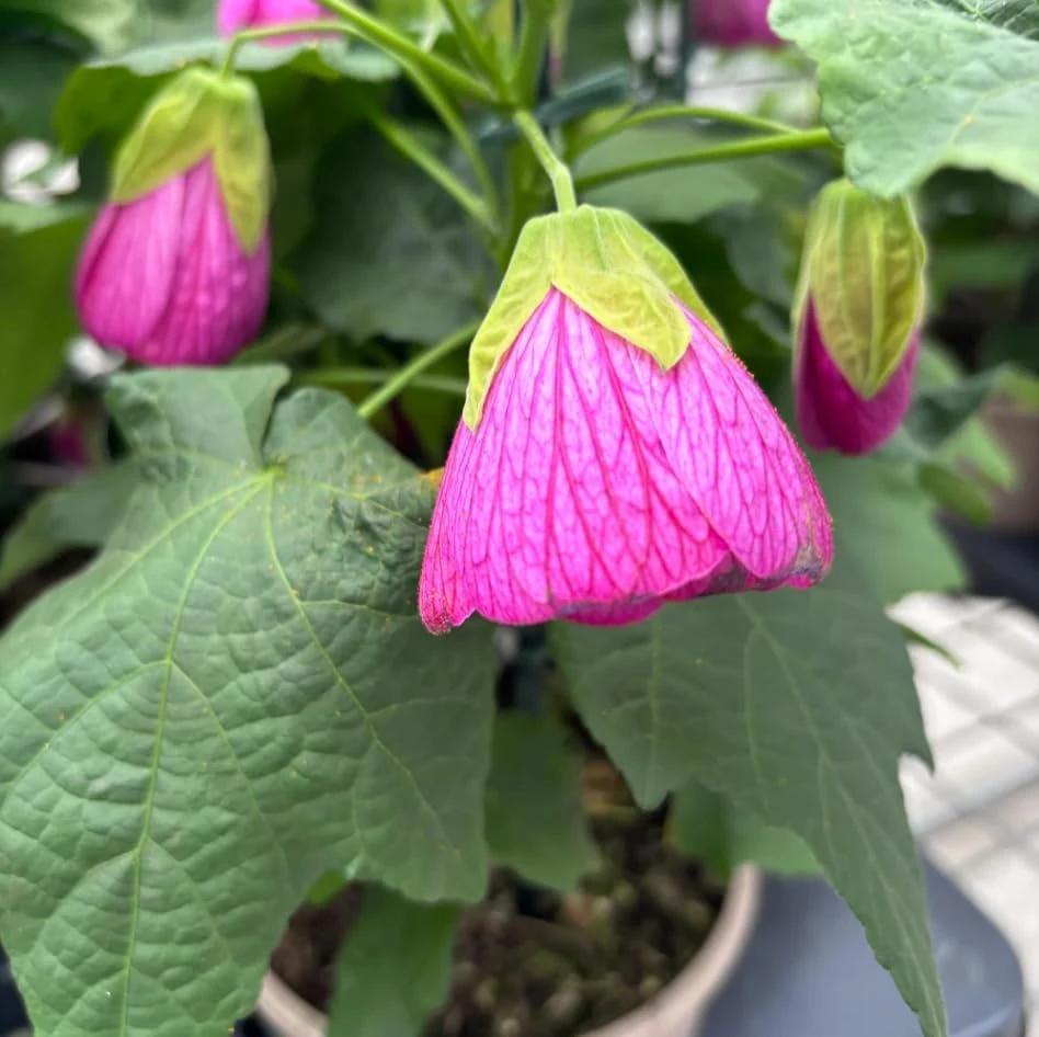 Pink Abutilon Live Plant Set – Trailing Lantern Flower Vine, 4-6 Inch Tall - Image 8