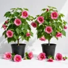 Pink Abutilon Live Plant Set – Trailing Lantern Flower Vine, 4-6 Inch Tall - Image 1