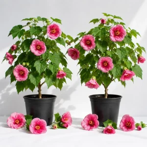 Pink Abutilon Live Plant Set – Trailing Lantern Flower Vine, 4-6 Inch Tall - Image 1