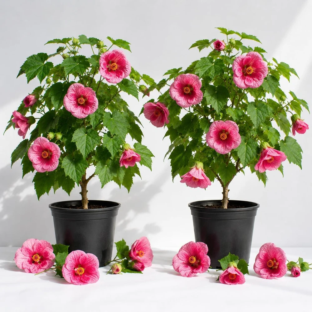 Pink Abutilon Live Plant Set – Trailing Lantern Flower Vine, 4-6 Inch Tall - Image 1