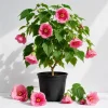 Pink Abutilon Live Plant - Trailing Hanging Flower Vine - 4-6 Inch Tall - Image 1