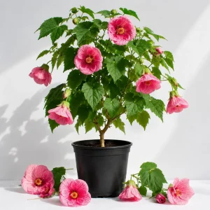 Pink Abutilon Live Plant - Trailing Hanging Flower Vine - 4-6 Inch Tall - Image 1