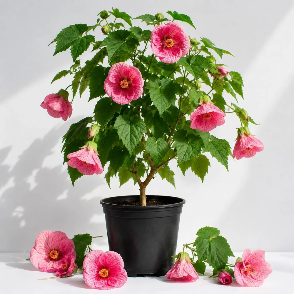 Pink Abutilon Live Plant - Trailing Hanging Flower Vine - 4-6 Inch Tall - Image 1