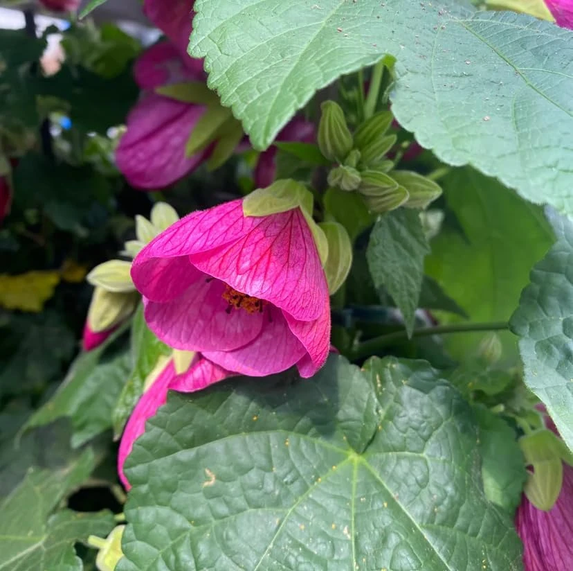 Pink Abutilon Live Plant - Trailing Hanging Flower Vine - 4-6 Inch Tall - Image 6